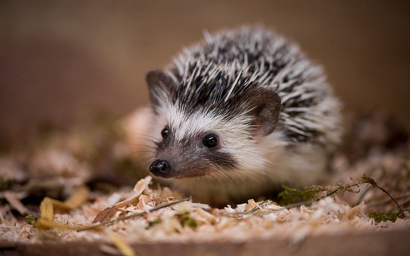 Hedgehog, cute, arici, albino, animal, HD wallpaper