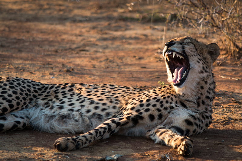 cheetah, jaws, fangs, predator, HD wallpaper