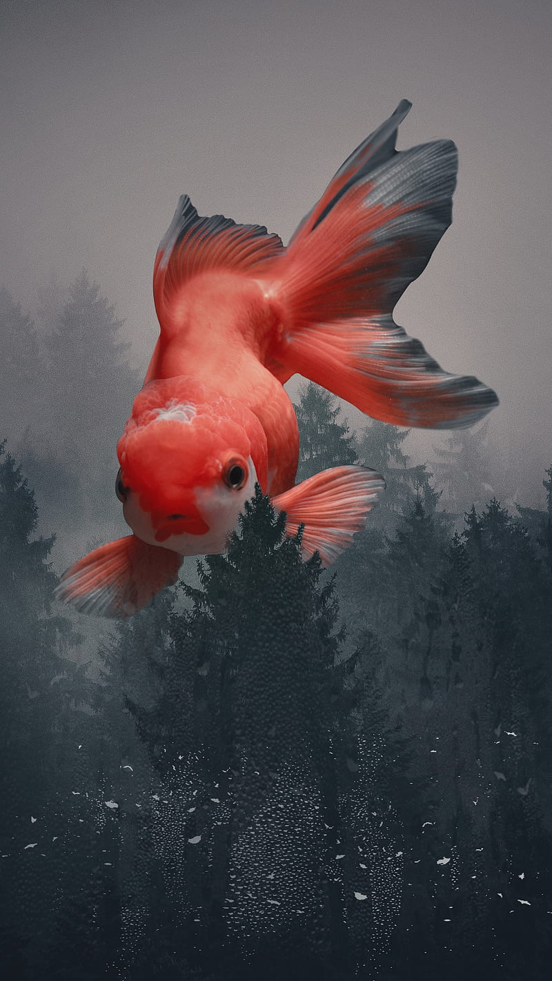 New, fish, 2019, top, forest, love, bird, red, birds, HD phone wallpaper |  Peakpx