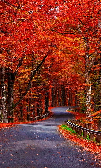 Red autumn trees natural, nature, new, nice, park, red, road, trees, HD  phone wallpaper | Peakpx