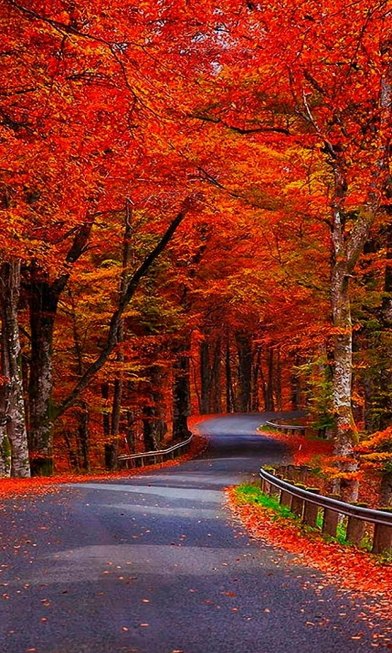 Cây phong đỏ mùa thu đang chờ đón bạn khám phá trong bộ sưu tập ảnh độc đáo này. Những bức ảnh đẹp tràn ngập sắc màu và sự thanh lịch, tôn lên vẻ đẹp và quyến rũ của cây phong đỏ. Mỗi bức ảnh là một tác phẩm nghệ thuật, mang cảm hứng cho bạn trong mùa thu này.