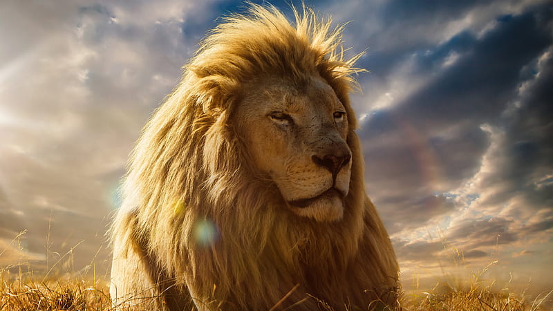 Lion Africa, blue sky, big lion, HD wallpaper
