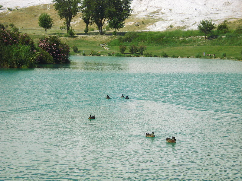 Ducks in the lake, pamukkale, ducks, turkiye, lake, denizli, HD wallpaper