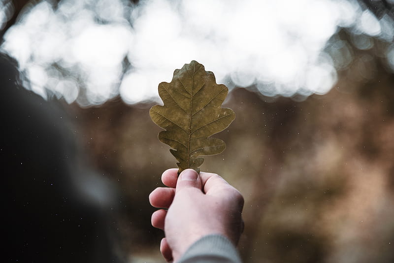 Close-Up Of Person Holding Leaf, HD wallpaper