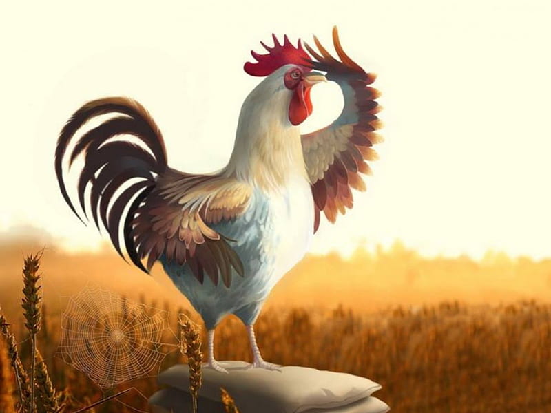 Good Morning !, rooster, cobweb, good, paddy, morning, looking, field, HD wallpaper