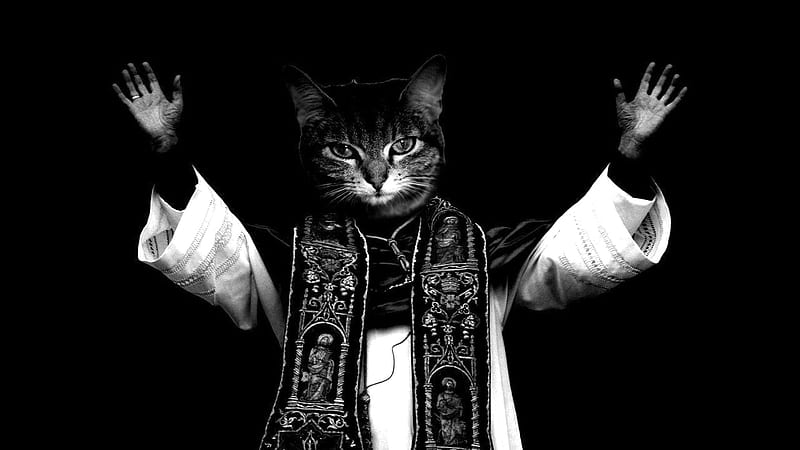 may the cat priest be with you, funny, humour, cats, animals, HD wallpaper