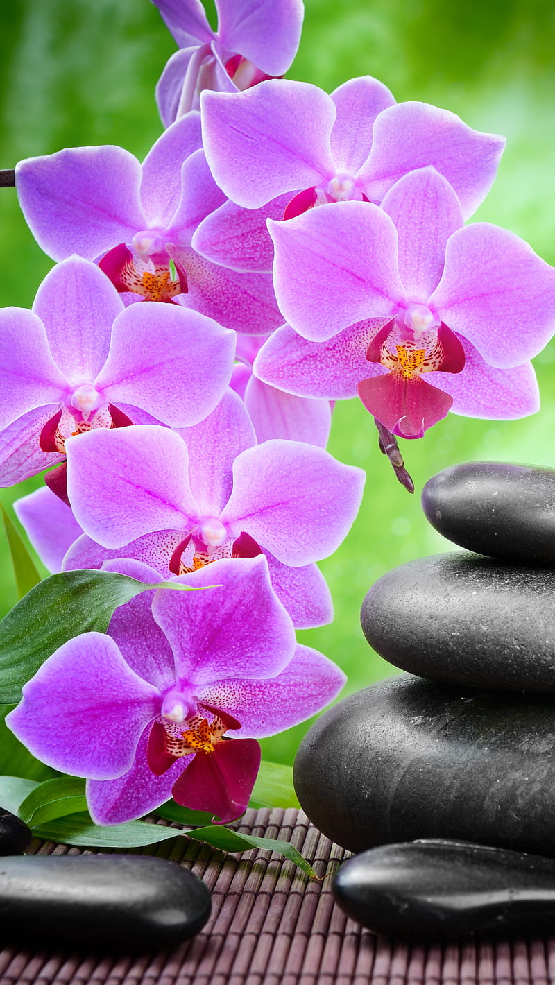 Zen Stones Orchid, flower, holiday, orchid, pink, plant, spa, stone, stones, HD phone wallpaper