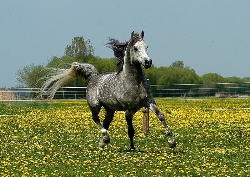 THE GRAY HORSE, equine, horse, gray, animal, HD wallpaper