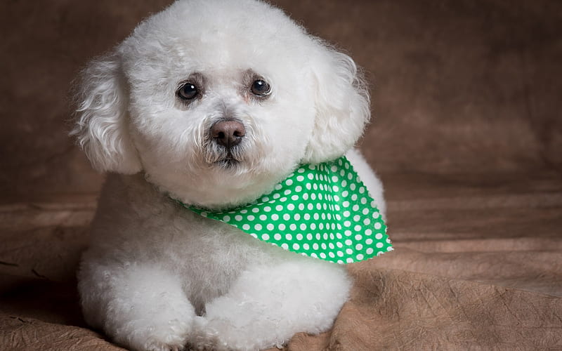 Bichon Frise, portrait, little curly dog, white puppy, cute animals, HD wallpaper