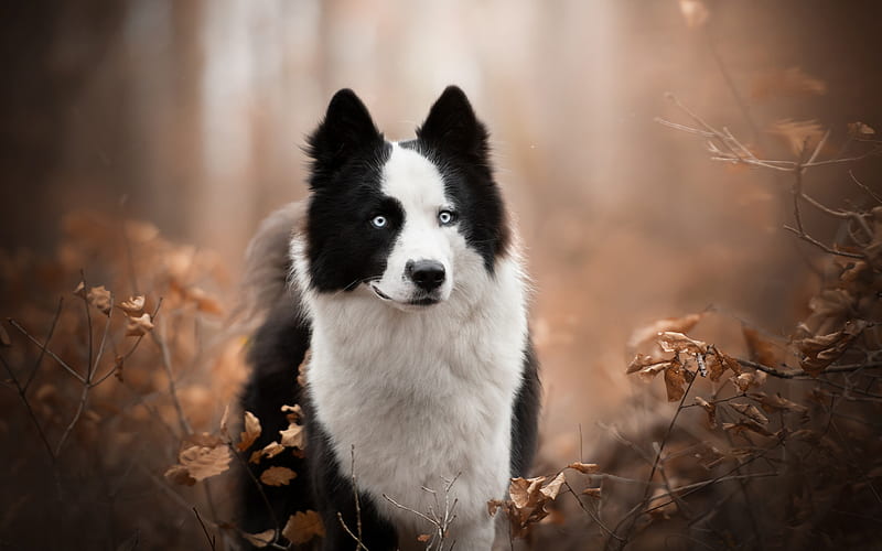 Border Collie, black and white fluffy dog, pets, cute animals, forest, dogs, HD wallpaper