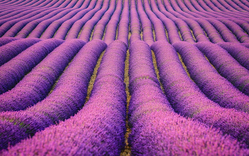 lavender, field flowers, Holland, flower field, purple flowers, growing flowers, HD wallpaper