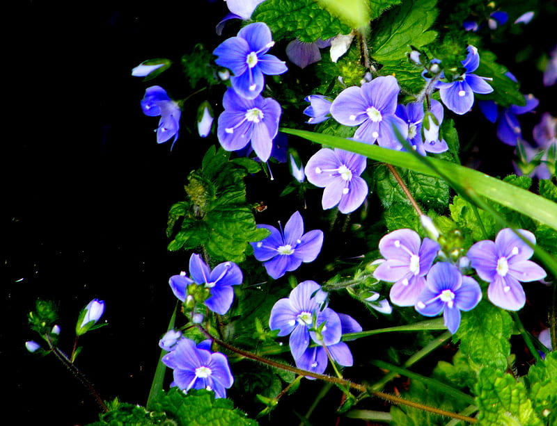 the common speedwell., tiny, speedwell, blue, wildflower, HD wallpaper
