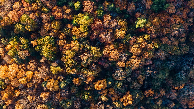Autumn, forest, top view, aerial view, drone shot, Nature, HD wallpaper |  Peakpx