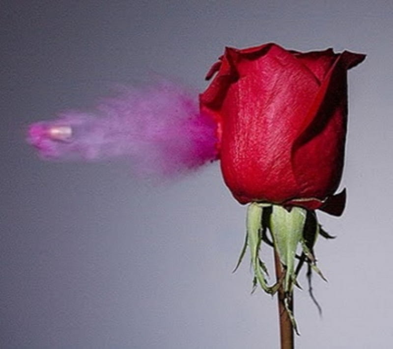 High Speed , bullet, high speed, graphy, red, rose, HD wallpaper