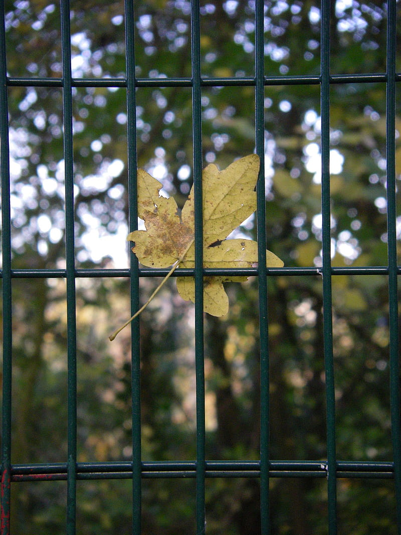 brown maple leaf on black metal fence, HD phone wallpaper