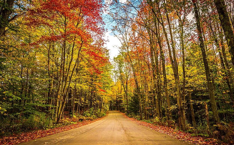 Fall, Autumn, Colors, Travel, Road, Trees,... Ultra, Seasons, Autumn, Nature, Colorful, Trees, Leaves, Road, Colors, Leaf, Contrast, America, United, October, Fall, Vermont, States, Vivid, foliage, Dirt, Path, nikon, unitedstates, nikkor, unitedstatesofamerica, d610, dirtroad, naturegraphy, lamoille, stowe, HD wallpaper