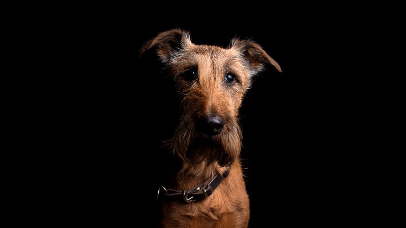 Irish Terrier, brown, black, caine, dog, animal, HD wallpaper