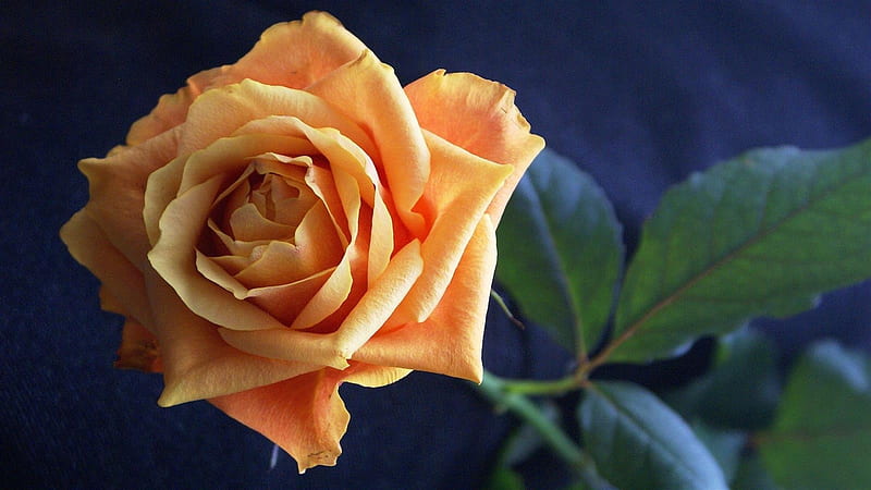 Orange Beauty, rose, orange, macro, flower, nature, petals, HD wallpaper