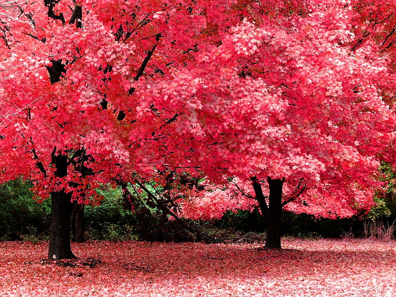 Autumn Fantasy Fall Autumn Fantasy Leaves Pink Hd Wallpaper Peakpx 4813