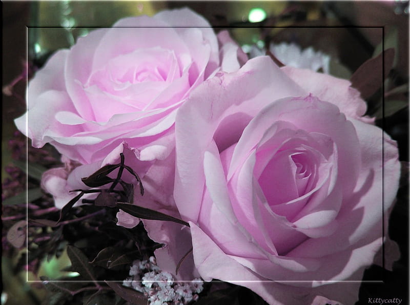 Romantic Lightpink Roses , romantik, rose, roses, pink roses, summer, lightpink, flowers, nature, pink, HD wallpaper