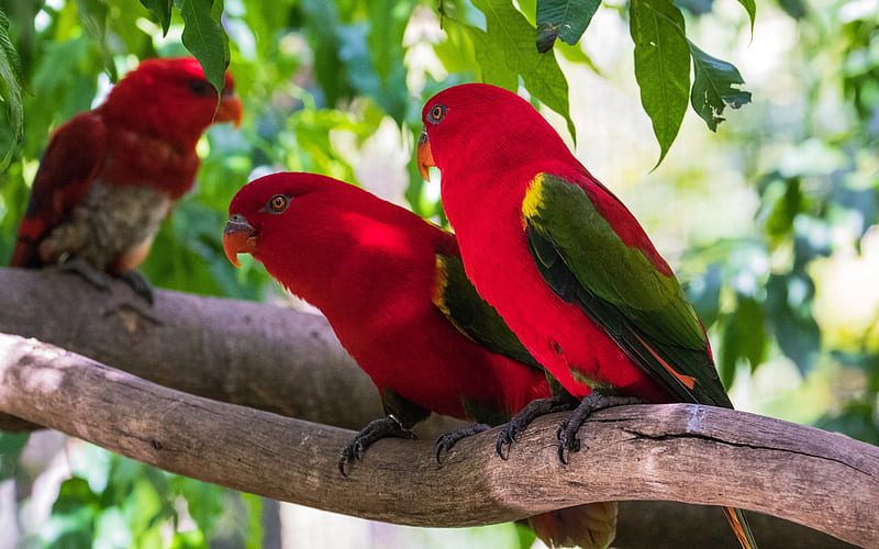 Loriinae, parrots, red birds, red parrots, tropical birds, Southeast Asia, HD wallpaper