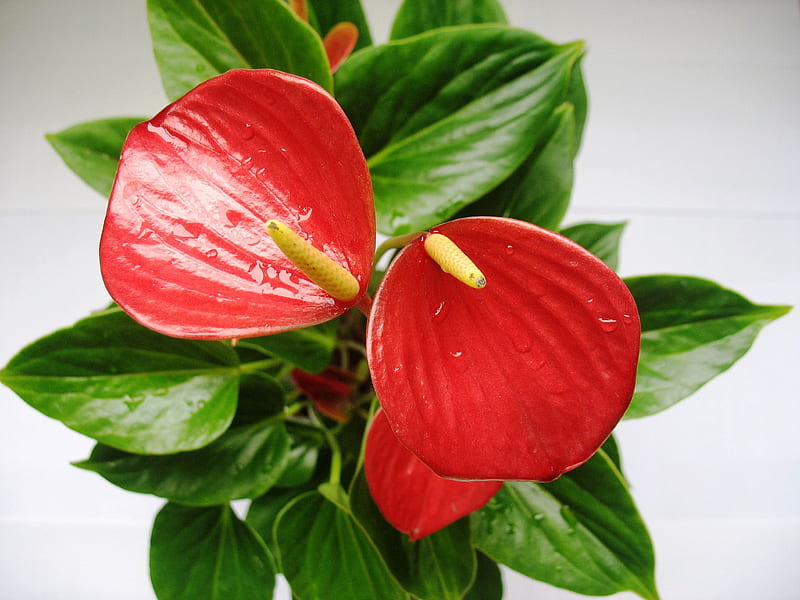 Flor, rojo, bonito, elegante, hojas, grafía, bonito, guay, verde, ramo,  Flores, Fondo de pantalla HD | Peakpx