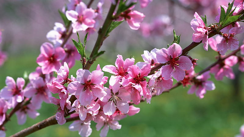 Pink Spring Cherry Blossom Flowers Tree Branches Flowers, HD wallpaper