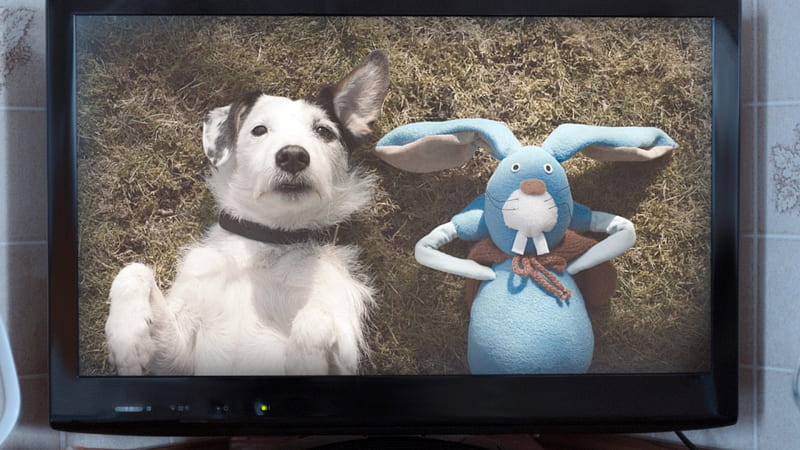 Harvey & Rabbit, Friends, Dog, Advert, Rabbit, HD wallpaper