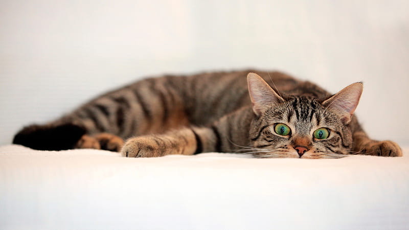 Green Eyes Cat Is Lying On White Couch Cat, HD wallpaper