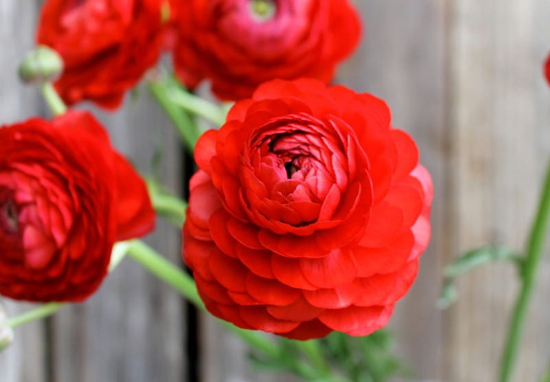 Red Ranunculus, Red, Ranunculus, Red Flower, flower, flowers, nature, HD wallpaper