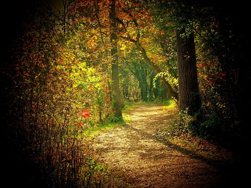 Taking a Nice Walk Through the Forest, forest, leaves, green, brown, shadow, path, nature, trees, HD wallpaper