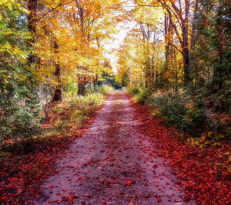 Autumn, forest, leaves, processing, rays of the sun, road, HD wallpaper