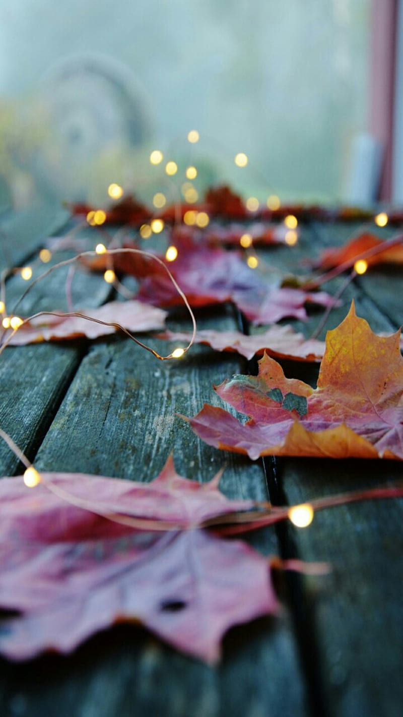 Autumn Leaves, fall, autumn, HD phone wallpaper | Peakpx