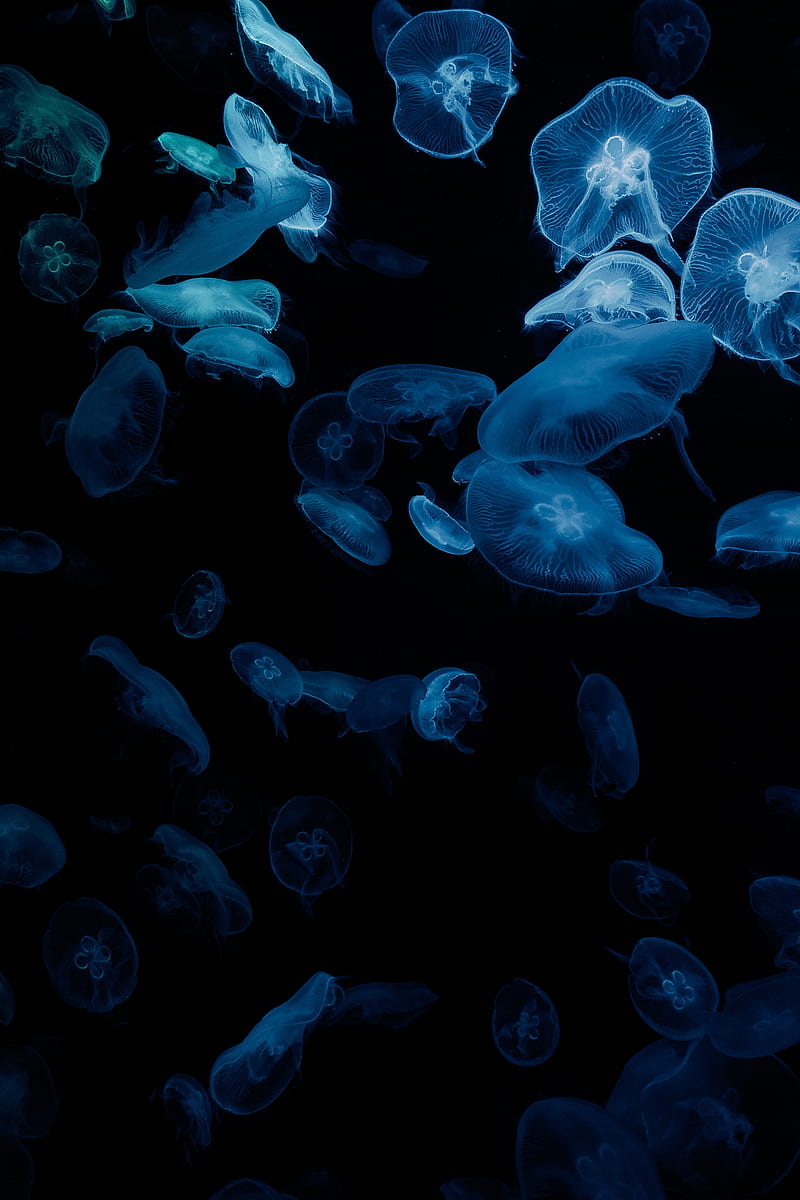 jellyfish, glow, aquarium, aesthetics, black, HD phone wallpaper