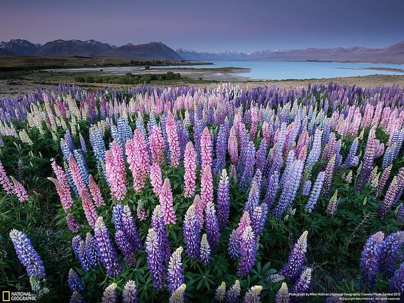Lupins Lake Tekapo New Zealand-National Geographic, HD wallpaper