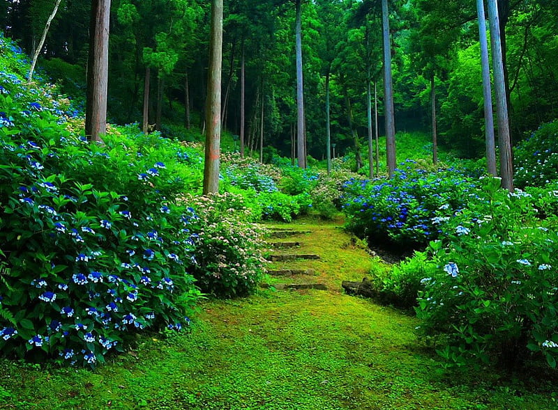 Green forest, forest, lovely, greenery, bonito, bushes, nice, green, summer, path, nature, blue, steps, HD wallpaper