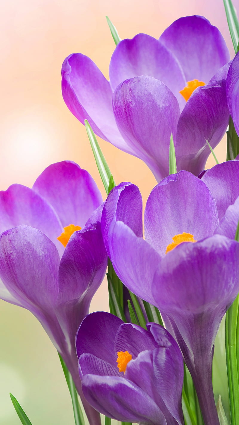 Crocus , flower, purple, spring, HD phone wallpaper
