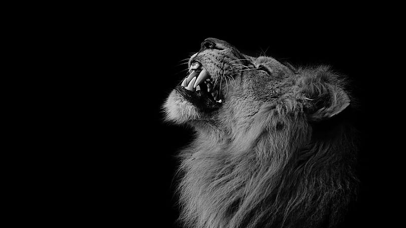 Predator Lion With Black Background Lion, HD wallpaper