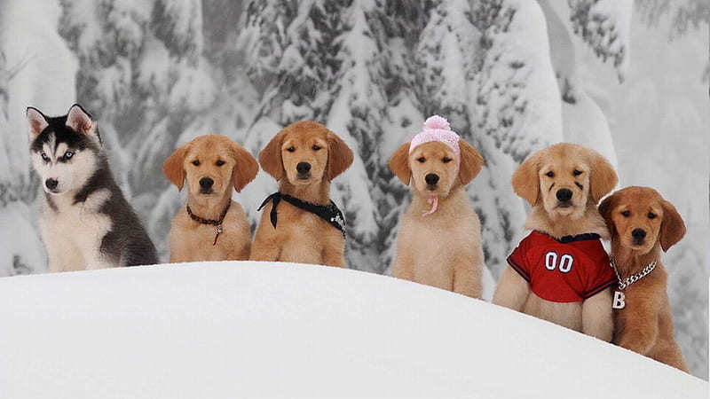 Snow Buddies , snow buddies, golden retriever puppy, siberian husky, golden retriever, husky puppy, puppies, snow, famous puppies, animals, HD wallpaper