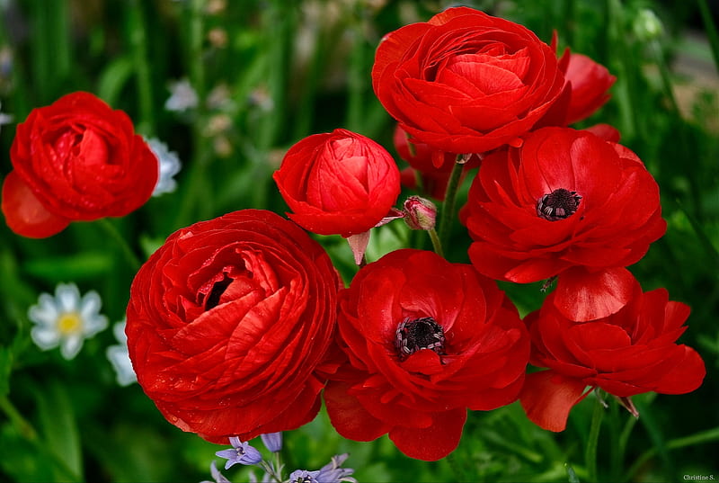 Begonia, bonito, red, garden, summer, flowers, HD wallpaper