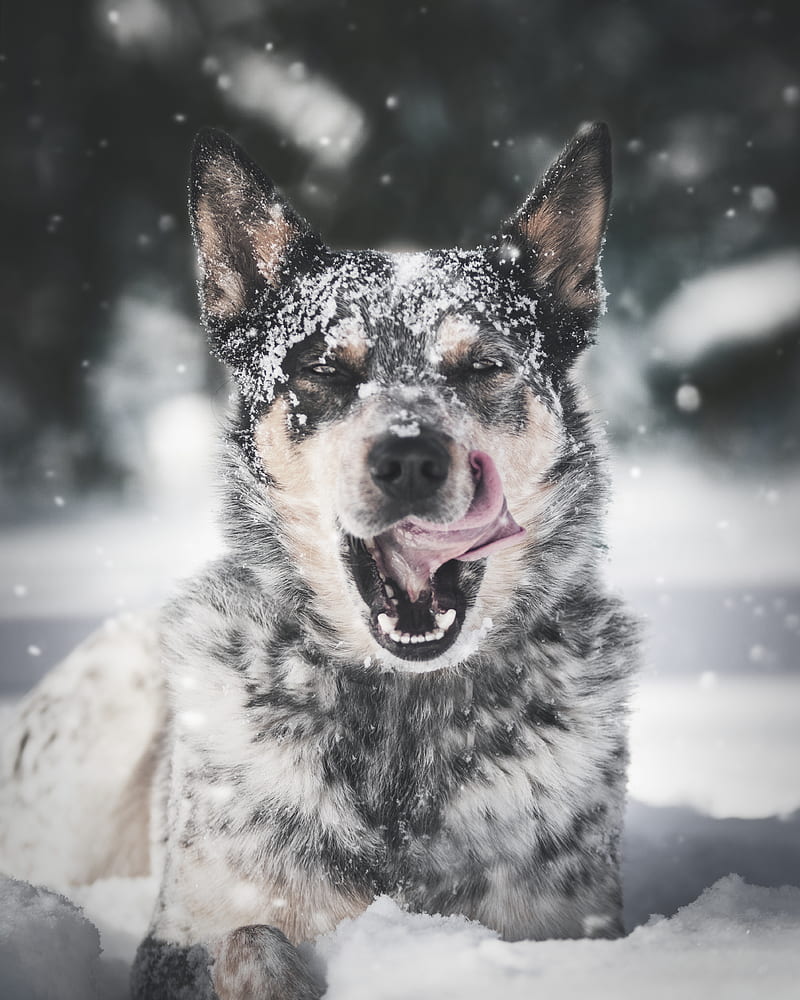 selective focus graphy of dog playing in snow, HD phone wallpaper