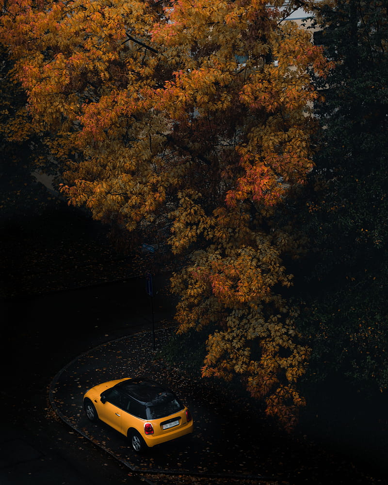 car, tree, autumn, yellow, HD phone wallpaper