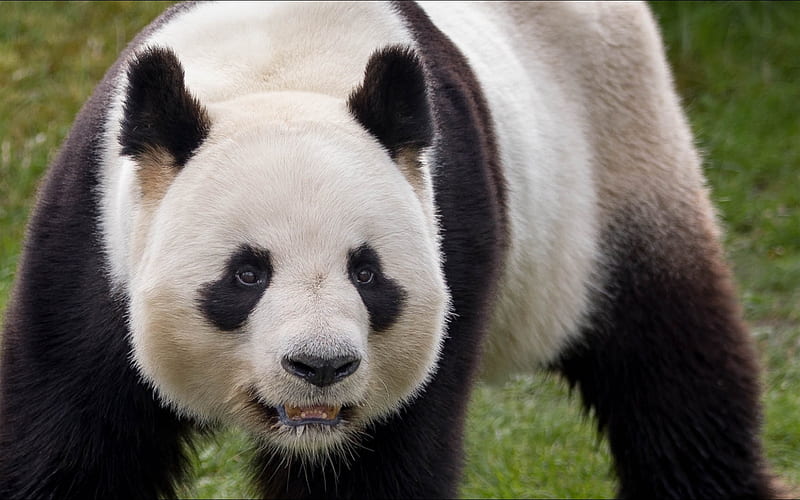 big panda, wildlife, bears, pandas, China, HD wallpaper