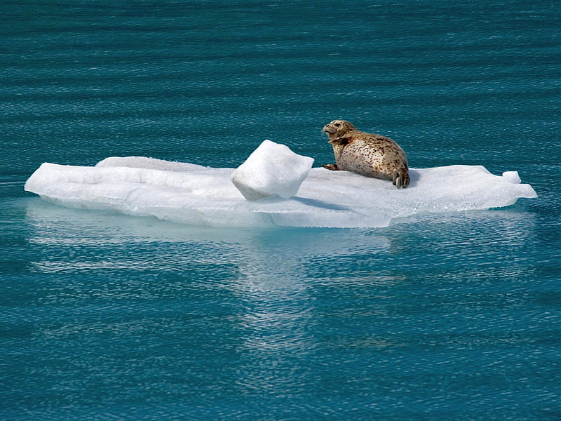 Harbor Seal Glacier Bay Alaska, cool, harbor seal, alaska, glacier bay, HD wallpaper