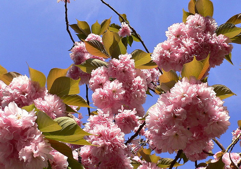 Apple blossoms, apple, tree, blossom, bonito, pink, HD wallpaper | Peakpx