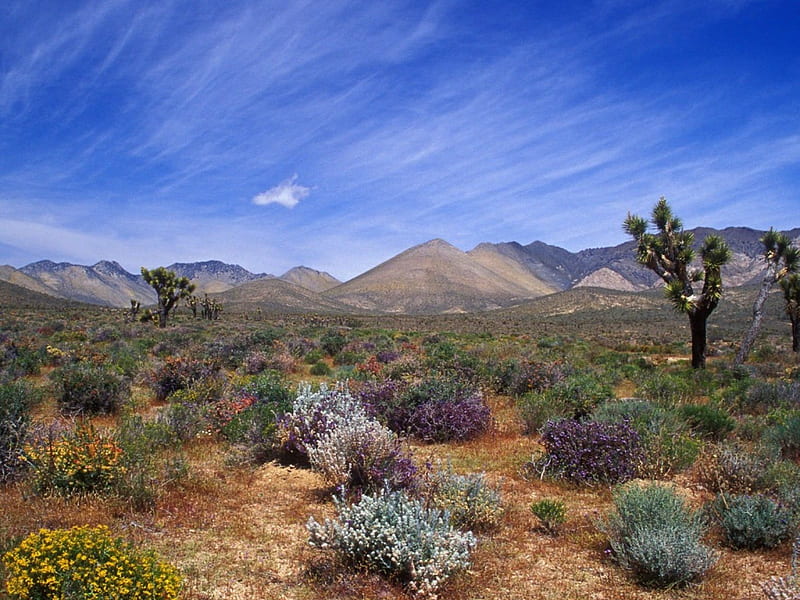 Desert Bloom California Desert Conservation Area.jpg, nature, landscape, HD wallpaper