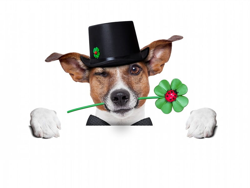 Lucky dog, black, animal, hat, card, cute, jack russel terrier, green, clover, trefoil, funny, white, lucky, st patrick, puppy, HD wallpaper