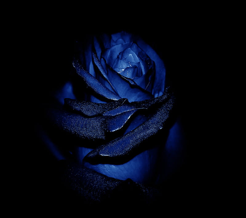 Blue Rose, HD wallpaper | Peakpx