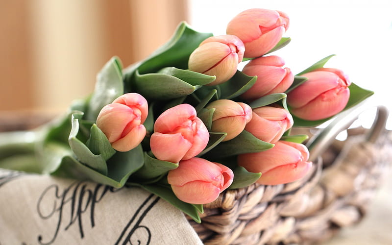 tulips, a bouquet of tulips, spring, pink tulips, HD wallpaper