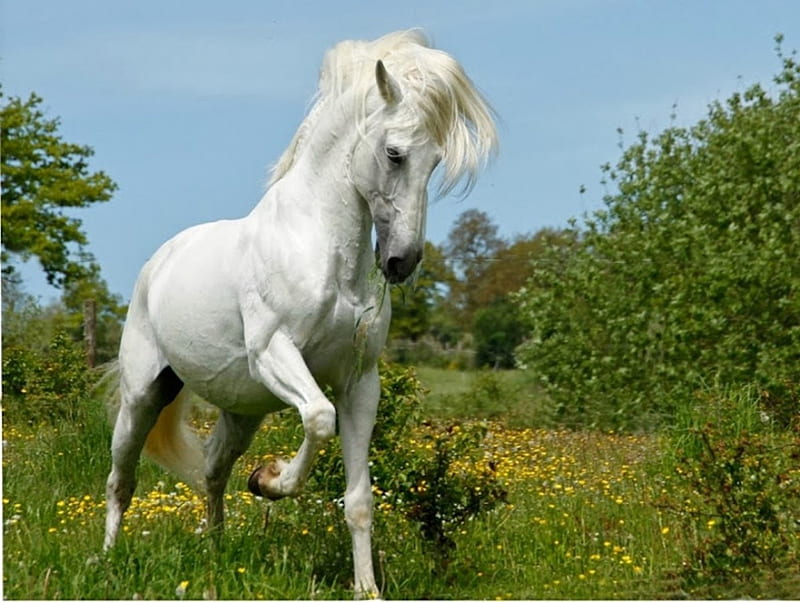 1920x1080px, 1080P free download | Majestic White Horse, dom, white ...